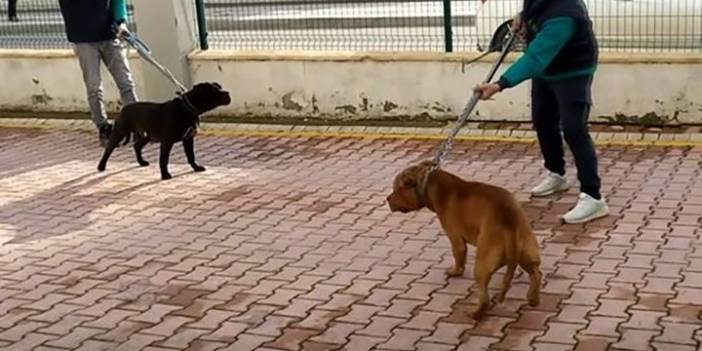 Antep'teki pitbull saldırısıyla ilgili 3 kişi tutuklandı