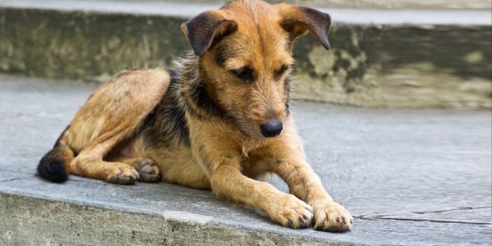 Erdoğan sinyali verdi yandaş terörist ilan etti! 'Başıboş terörist köpekler...'