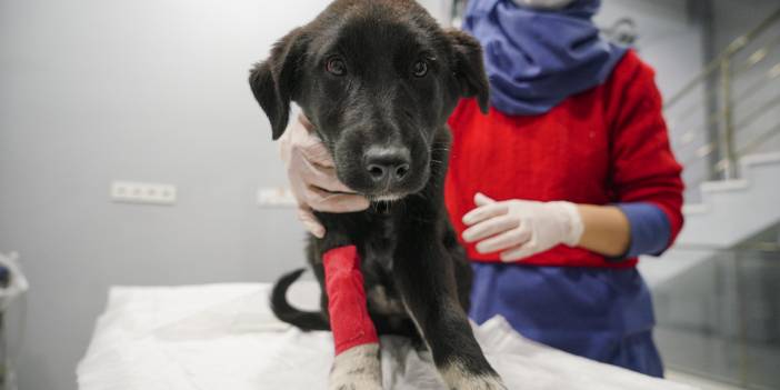 Can çekişirken bulunan yavru köpekler için parazit zehirlenmesi teşhisi