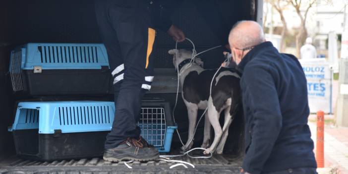 Sokağa terk edilen pitbull barınağa götürüldü