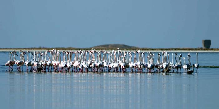 Çelebibağ Flamingo Alanı, 'kesin korunacak hassas alan' ilan edildi