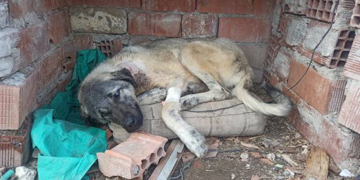 Komşusunun köpeğini vurdu