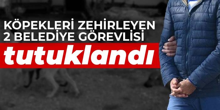 Köpekleri zehirleyen 2 belediye görevlisi tutuklandı