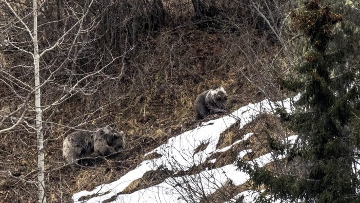 Doğu Karadeniz’de ayı popülasyonu artınca ‘Dikkat’ uyarısı geldi