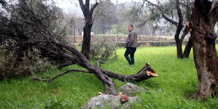 Bodrum'da hortum, ağaçların dallarını kırdı