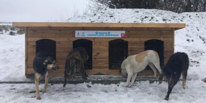 İGDAŞ'tan ormanda yaşayan köpekler için kulübe