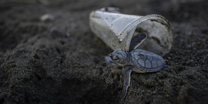 Deniz kaplumbağalarının midesinden plastik çıktı