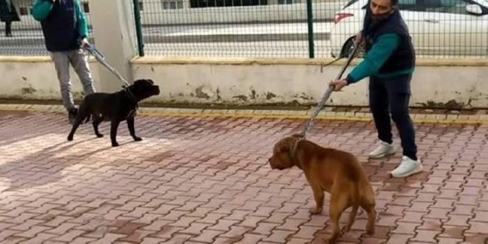 Asiye’ye saldıran köpekler iddianamede silah sayıldı alınmıştı