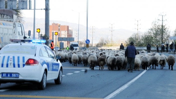 Koyun sürüsü ile karayoluna girdi, trafik karıştı