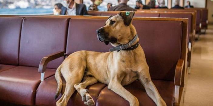 İstanbul'un fenomen köpeği Boji'nin kripto parası çıktı