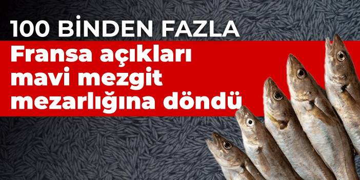 Fransa açıklarında 100 binden fazla ölü mavi mezgit balığı bulundu