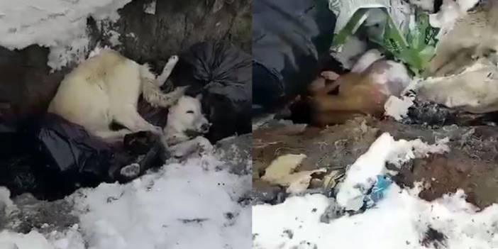 Erzincan'da çöp alanındaki ölü köpeklerle ilgili soruşturma