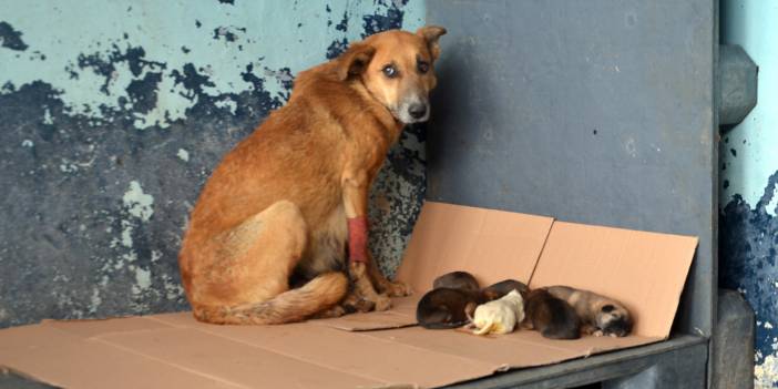 Zehirlenen hamile köpek 5 yavru dünyaya getirdi