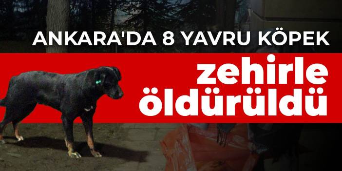 Ankara'da 8 yavru köpek zehirle öldürüldü