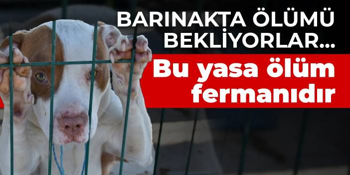 Barınakta ölümü bekliyorlar... Bu yasa ölüm fermanıdır