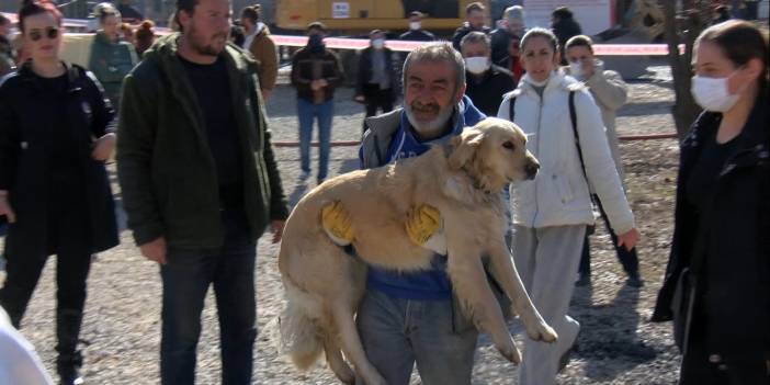 Ankara'da barınak yangını: 4 köpek öldü