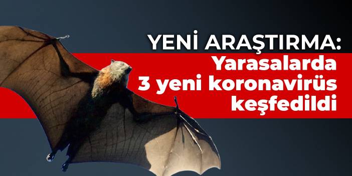 Yeni araştırma: Yarasalarda 3 yeni koronavirüs keşfedildi