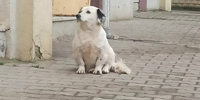 Yavrusu çalınan köpek, yemeden içmeden kesildi