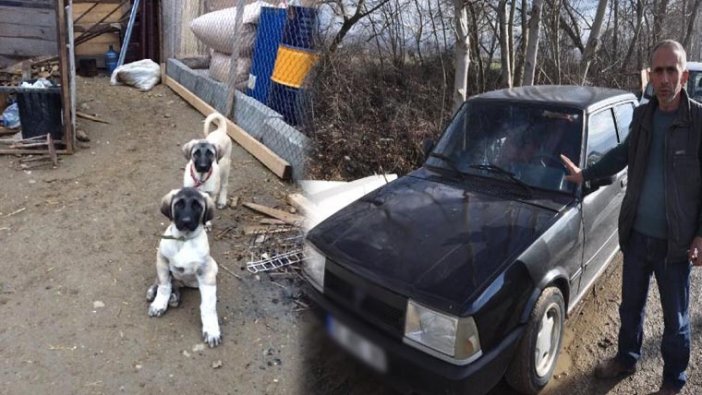 Yavru köpeklerini çalanı bulana otomobilini hediye edecek