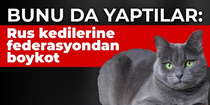 Bunu da yaptılar: Rus kedilerine federasyondan boykot