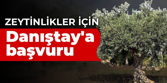 Zeytinlikler için Danıştay'a başvuru