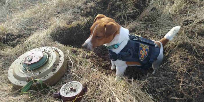 Bomba arama köpeği 'Patron' Çernihiv'in maskotu oldu