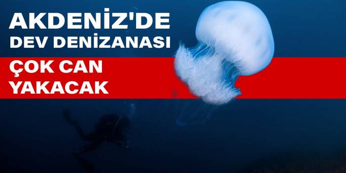 Akdeniz'de dev denizanası istilası: Çok can yakacak