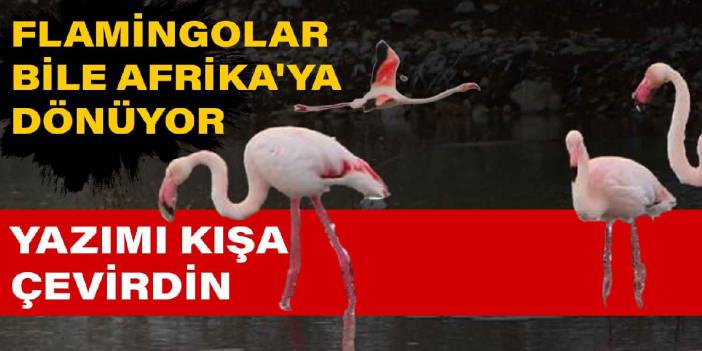 Yazımı kışa çevirdin: Flamingolar bile Afrika'ya dönüyor