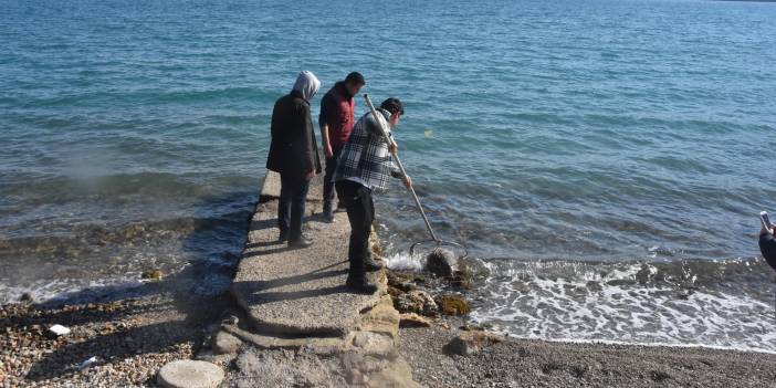 Bodrum sahilinde ölü careta caretta bulundu