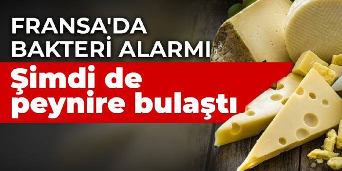 Fransa'da bakteri alarmı: Şimdi de peynire bulaştı