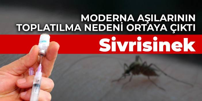 Moderna aşılarının toplatılma nedeni ortaya çıktı: Sivrisinek