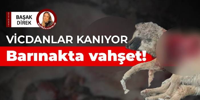 Vicdanlar kanıyor: Barınakta vahşet!