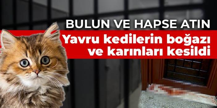 Bulun ve hapse atın! Yavru kedilerin boğazı ve karınları kesildi