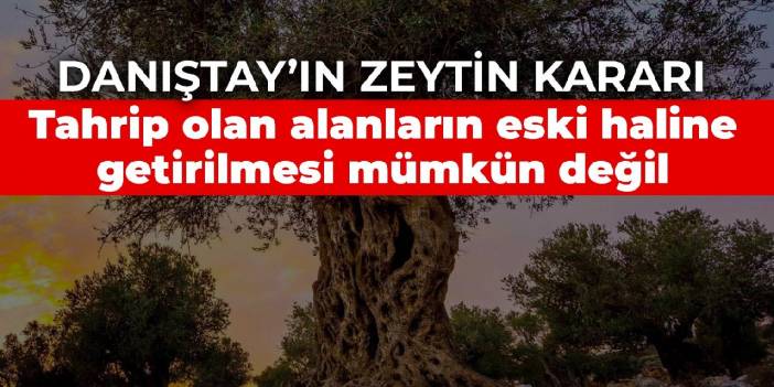 Danıştay’ın zeytin kararı: Tahrip olan alanların eski haline getirilmesi mümkün değil