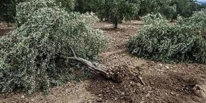 Danıştay 'Zeytinlik Yasası'nı durdurdu! Anlayana ders gibi karar