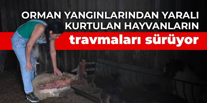 Orman yangınlarından yaralı kurtulan hayvanların travmaları sürüyor