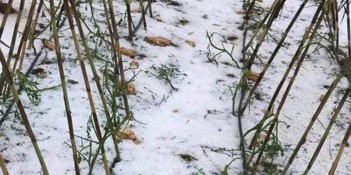 Erdemli’de dolu yağdı, tarlalar zarar gördü