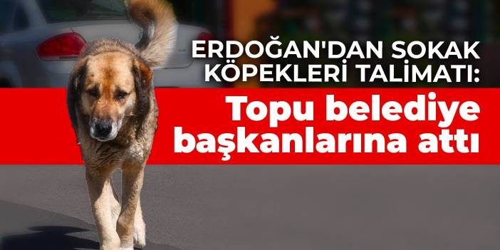 Erdoğan'dan sokak köpekleri talimatı: Topu belediye başkanlarına attı