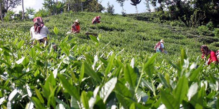 Yaş çay alım fiyatı 6 lira 70 kuruş