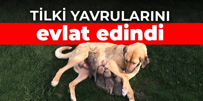 Tilki yavrularını evlat edindi