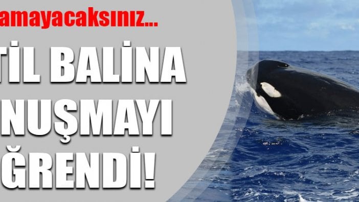 Katil balina konuşmayı öğrendi