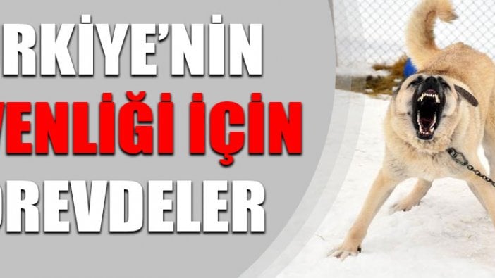 Milli köpek ırkları, Türkiye'nin güvenliği için görevde