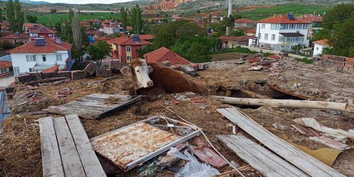 İnek, çatısına çıktığı ahırın çökmesiyle mahsur kaldı