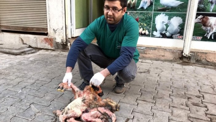 Bu kuzu görenleri şaşkına çevirdi! Okumadan geçmeyin!