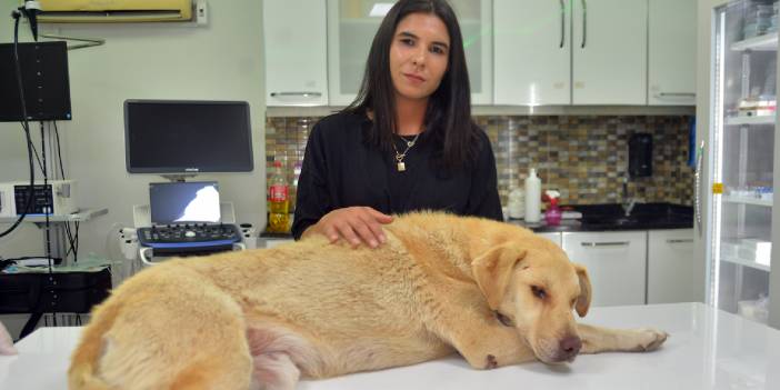 Yoldaki köpeği ezen sürücü kaçtı