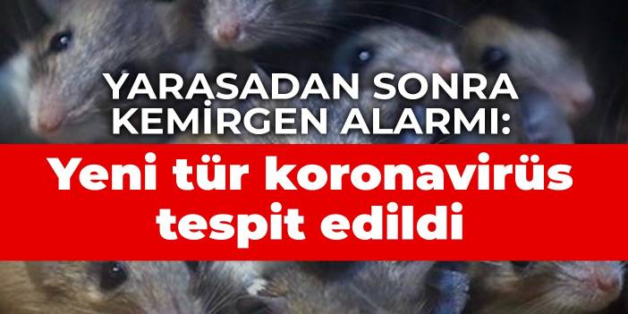 Yarasadan sonra kemirgen alarmı: Yeni tür koronavirüs tespit edildi