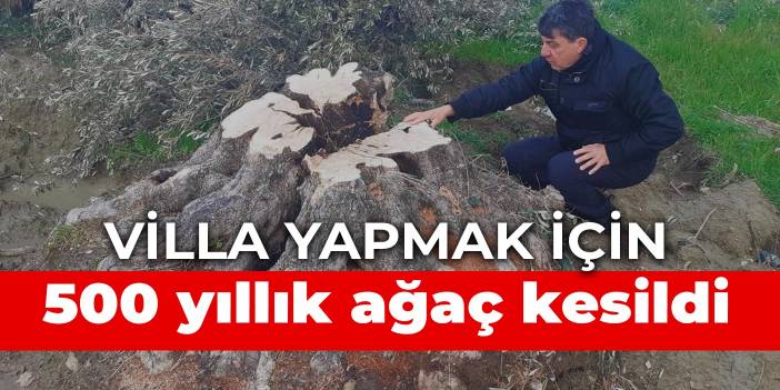 Villa yapmak için 500 yıllık ağaç kesildi