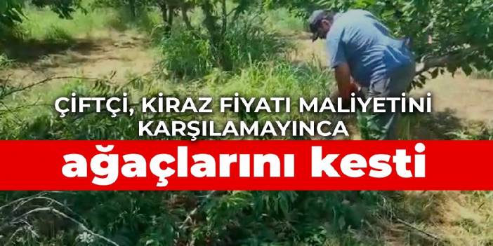 Çiftçi, kiraz fiyatı maliyetini karşılamayınca ağaçlarını kesti