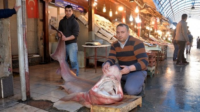 Görenler hayrete düşüyor! Balıkçıların ağına 300 kiloluk köpek balığı takıldı