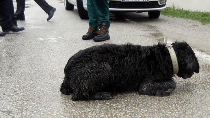 Edremit'te vahşet: 12 köpeği böyle öldürdüler